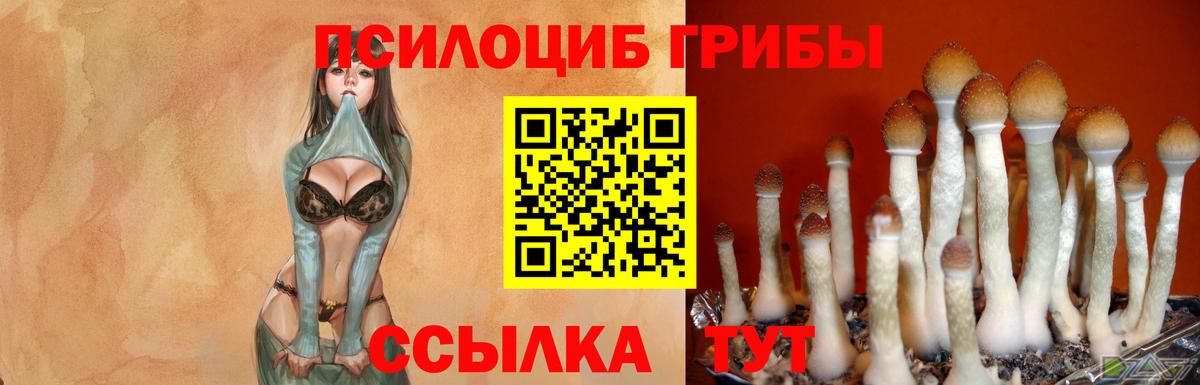 Томск  Псилоцибиновые грибы Psilocybe  Вход с VPN 